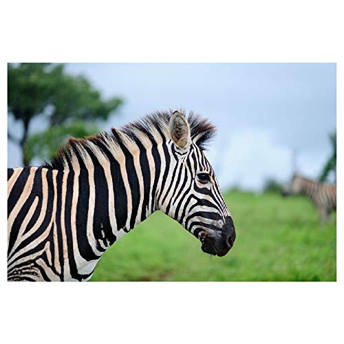 Panorama Alu 60x90cm - Tableau Décoration Murale - Accroche Facile - Photo Image Artistique Photographie