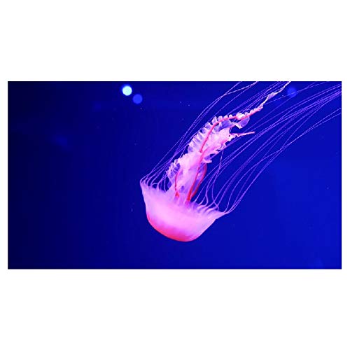 Panorama Alu 60x90cm - Tableau Décoration Murale - Accroche Facile - Photo Image Artistique Photographie