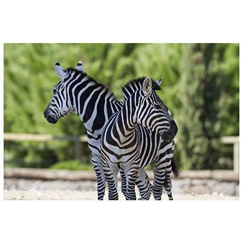 Panorama Alu 60x90cm - Tableau Décoration Murale - Accroche Facile - Photo Image Artistique Photographie