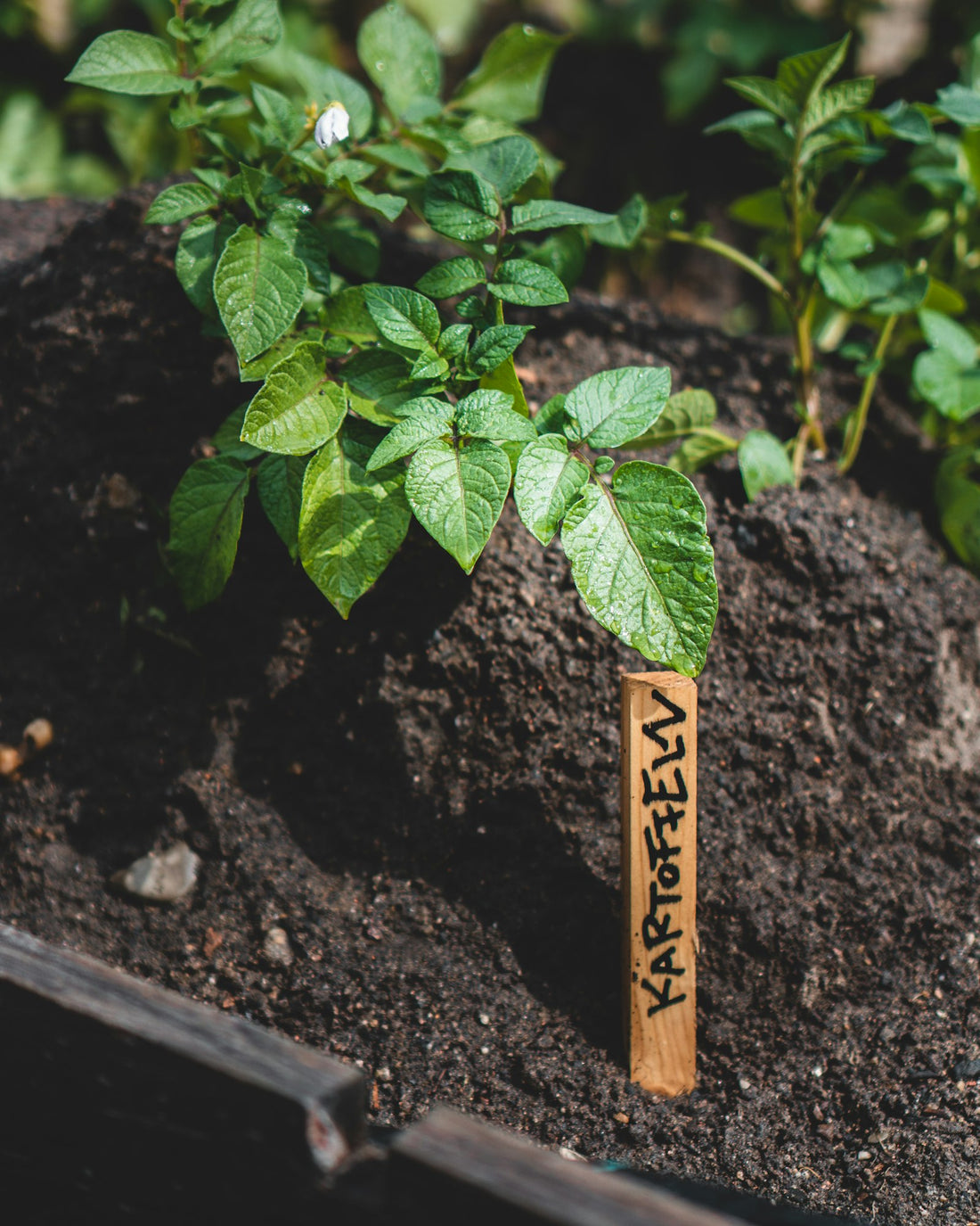 Marqueur en bois identifiant un plant au potager