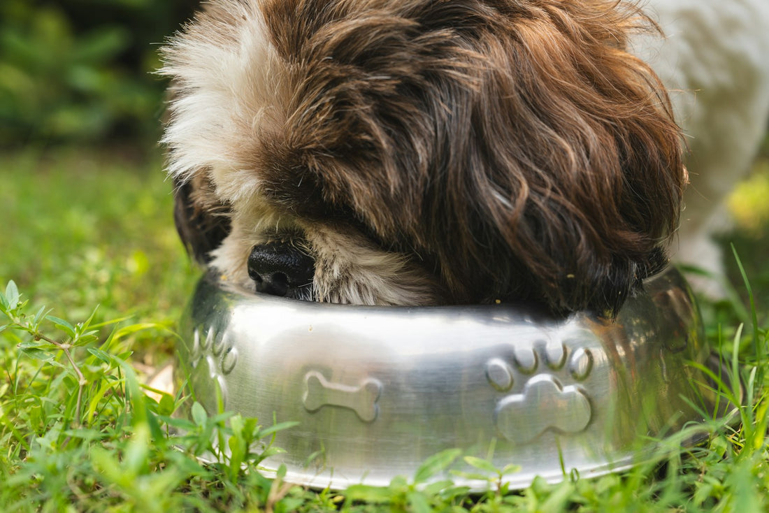 Chien mangeant dans une gamelle en inox posée dans l'herbe