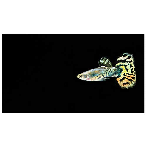 Panorama Alu 60x90cm - Tableau Décoration Murale - Accroche Facile - Photo Image Artistique Photographie