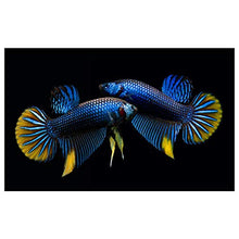 Panorama Alu 60x90cm - Tableau Décoration Murale - Accroche Facile - Photo Image Artistique Photographie