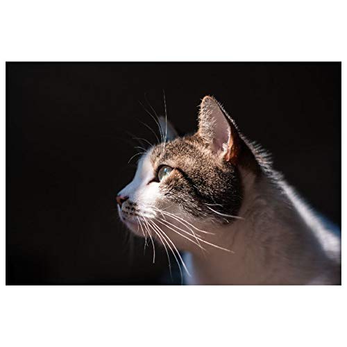 Panorama Alu 60x90cm - Tableau Décoration Murale - Accroche Facile - Photo Image Artistique Photographie