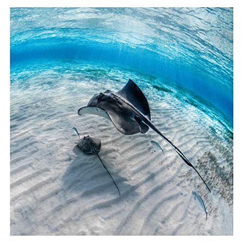 Panorama Alu 80x80cm - Tableau Décoration Murale - Accroche Facile - Photo Image Artistique Photographie